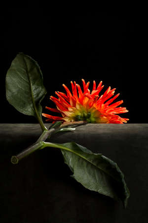 Still life with a dahlia branch on a black backgroundの写真素材