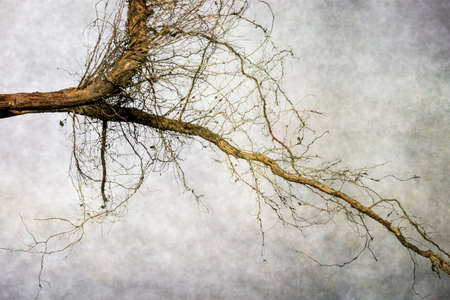 Unusual dry plant roots on a gray background