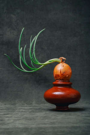 Sprouted onion on a brown vase on a colored backgroundの写真素材