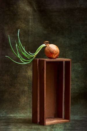 Sprouted green onions on top of a wooden boxの写真素材