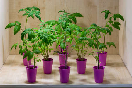 Tomato seedlings in pink cups on wooden boardsの写真素材