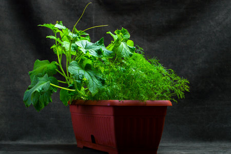 Growing dill and cucumbers in a plant box on a dark backgroundの写真素材