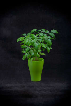 Seedling of tomato, blush of tomato seedlings in a green cupの写真素材