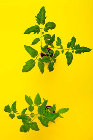 Tomato seedlings in a pink cup on a yellow background, top viewの写真素材