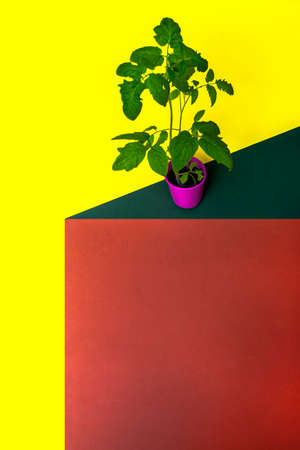 Geometric still life with a bush of growing tomatoesの写真素材