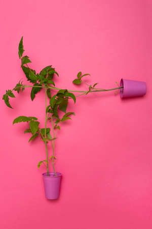 Tomato seedlings in a pink cup on a pink background,の写真素材