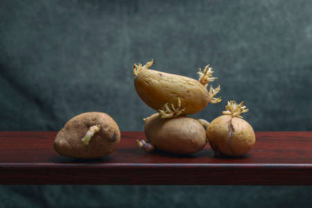 Sprouted potatoes on a wooden shelf on a green backgroundの写真素材