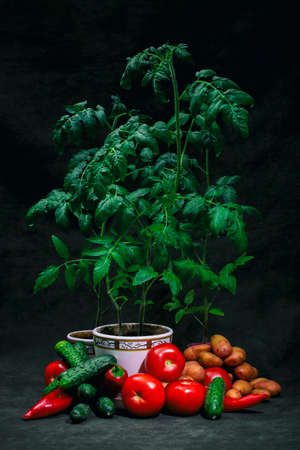 Still life with bushes of growing tomatoes and vegetablesの写真素材