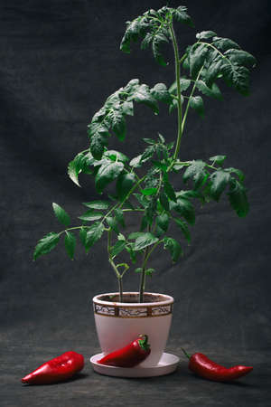 A growing bush of tomato seedlings in a white pot with red pepperの写真素材