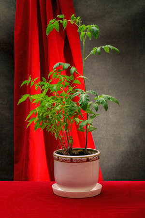 A growing bush of tomato seedlings in a white potの写真素材