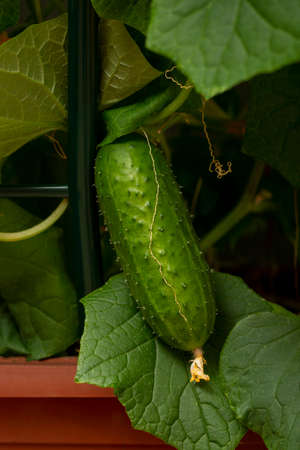 Fresh cucumber grown in indoor conditions close-up on the background of leavesの写真素材
