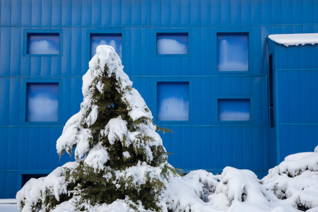 Snow-covered spruce on the background of a blue buildingの写真素材