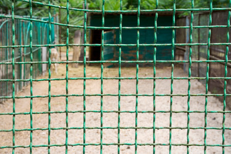 Cage fencing in the zoo in the form of a lattice