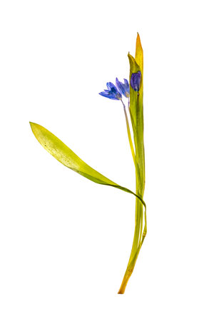 A sprig of a dried flower from a herbarium on a white backgroundの写真素材