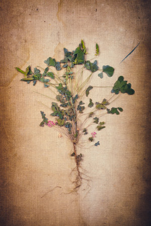 Herbaceous plants dried in herbarium Oxalis corniculataの写真素材