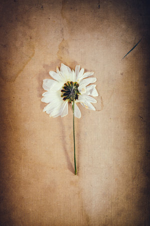 A sprig of a dried flower from a herbariumの写真素材