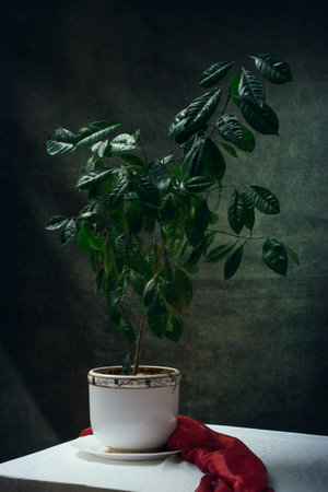 Still life with a houseplant in a white pot on the tableの写真素材