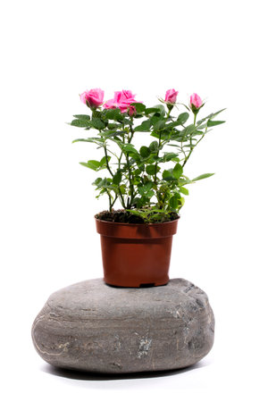 Indoor rose bush in a pot on a stone on a white backgroundの写真素材