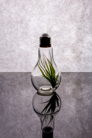 Herbaceous plant Tillandsia inside a glass vase in the form of a light bulb
