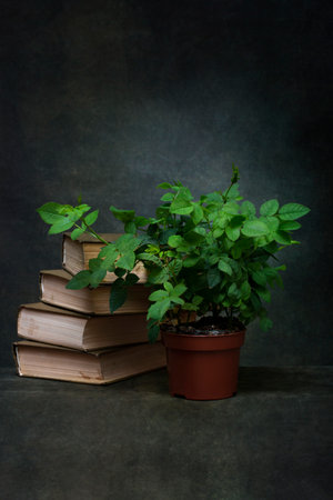 Still life with books and a rose bushの写真素材