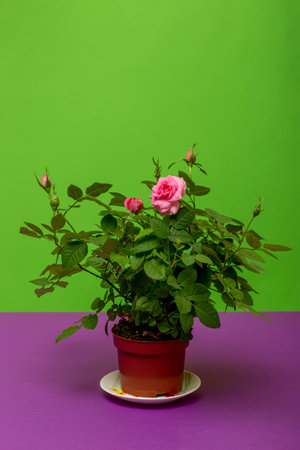 Indoor rose bush in a pot on a colored backgroundの写真素材