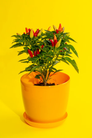 Bush of indoor decorative pepper on a yellow backgroundの写真素材