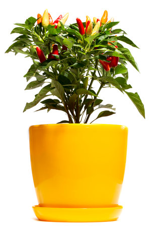 Bush of indoor decorative pepper on a white backgroundの写真素材