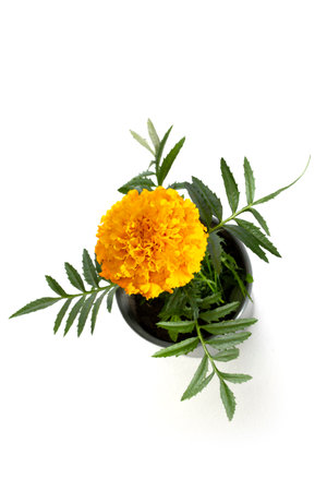 Tagetes erecta Inca II Gold in a pot on a white background, top viewの写真素材