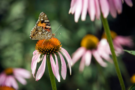 A butterfly sits on a blossoming flower