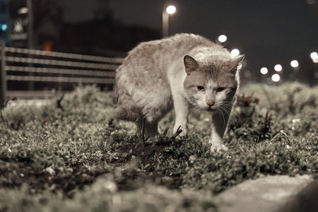 Istanbul evening, where a group of homeless cats find solace in the dimly lit streets