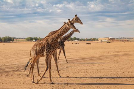 Three Giraffes Walking in a Desert Landscape.の写真素材