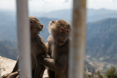 Baboon Encounter in the Mountains