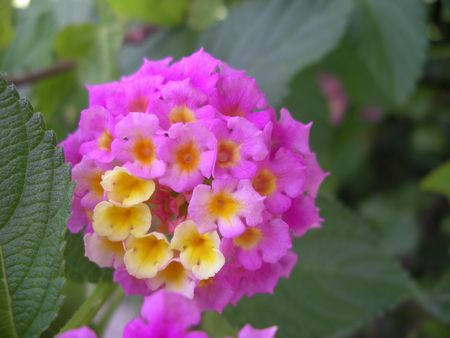 Spain Barcelona flowers の写真素材