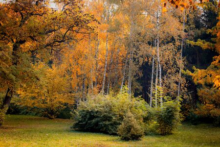 Trees in the autumn forest with yellow leaves and green shrubsの写真素材
