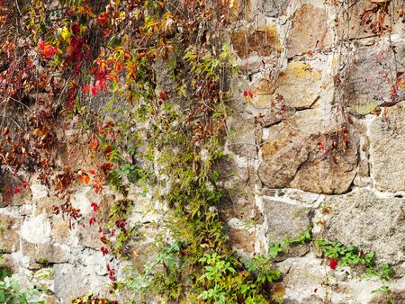 Background in the form of an old stone wall overgrown with wild grapesの写真素材