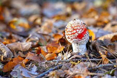 Amanita mushroom with red cap climbs out from under autumn foliageの写真素材
