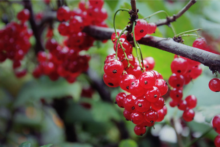 Bright red currants on the bush