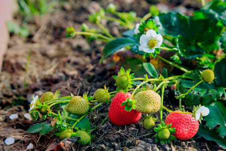Red strawberries in the gardenの写真素材
