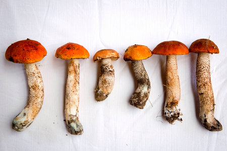 Autumn fungi. Porcini. Mushrooms. orange-cap boletusの写真素材