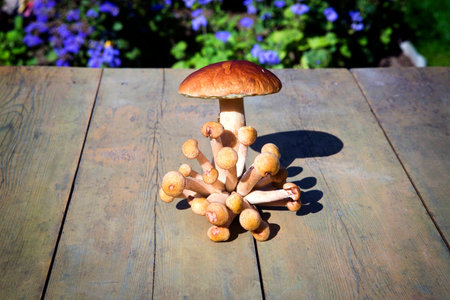 Autumn fungi. Porcini. Mushrooms. orange-cap boletusの写真素材