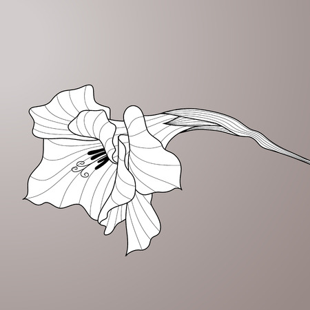 Black and white line-art vector. Flower gladiolus. Contour graphic artのイラスト素材