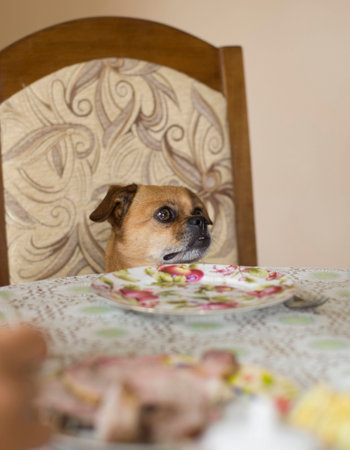 waiting for dinnerの写真素材