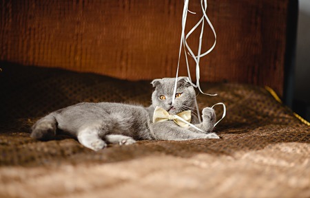 Gray cat in a bow tie on sofa gnaws ribbonの写真素材