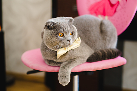 Gray cat in a bow tie lies on chairの写真素材