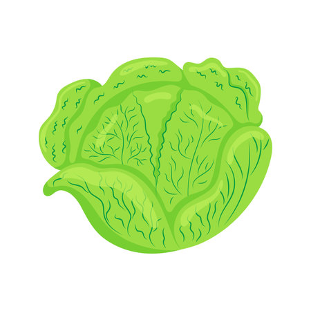 Funny cartoon cabbage. Cute vegetables. Vector food illustration isolated on white background.のイラスト素材