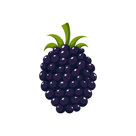 Funny cartoon blackberry. Cute berries. Vector food illustration isolated on white background.のイラスト素材
