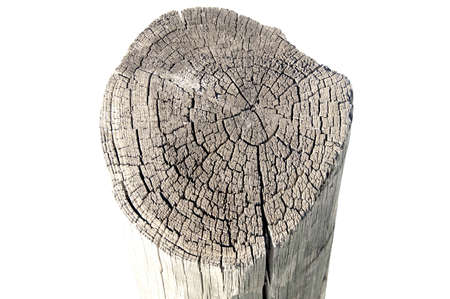 An old tree stub isolatedの写真素材
