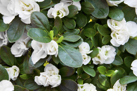 The white flowers of azaleaの写真素材
