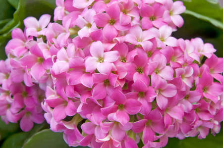 a bunch of pink kalanchoe flowersの写真素材