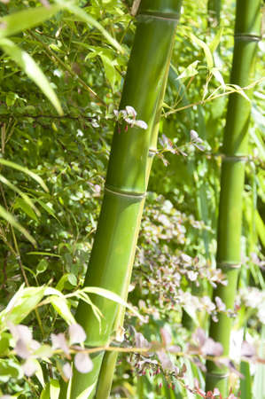 young green stems of bambooの写真素材